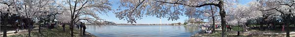 Cherry Blossom Festival, Washington, DC : Panoramas : Sue Bloom - Digital Collage and Digital Painting