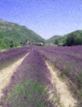 Lavender Fields, France : Digital Paintings : Sue Bloom - Digital Collage and Digital Painting