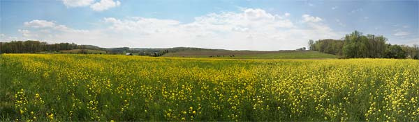 Maryland Farmland : Panoramas : Sue Bloom - Digital Collage and Digital Painting