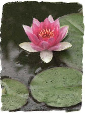 Waterlily : Digital Paintings : Sue Bloom - Digital Collage and Digital Painting