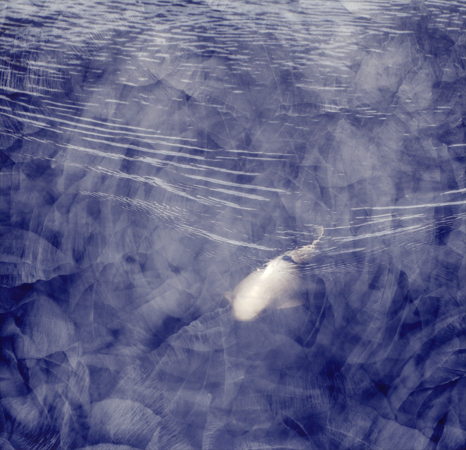  : Digital Collage : Sue Bloom - Digital Collage and Digital Painting