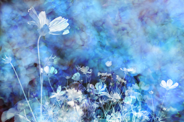  : Digital Collage : Sue Bloom - Digital Collage and Digital Painting