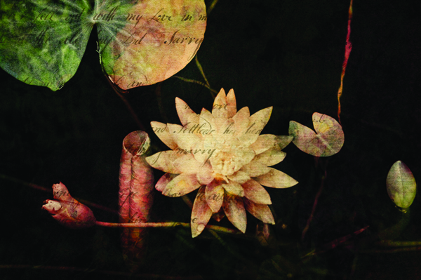  : Digital Collage : Sue Bloom - Digital Collage and Digital Painting