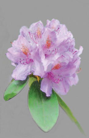  : Digital Paintings : Sue Bloom - Digital Collage and Digital Painting
