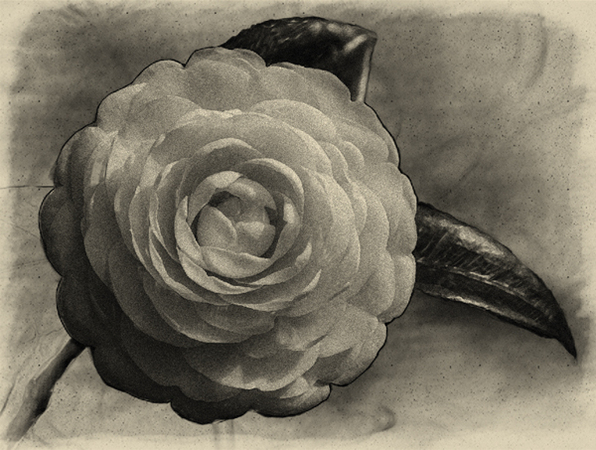 Camellia : Digital Paintings : Sue Bloom - Digital Collage and Digital Painting
